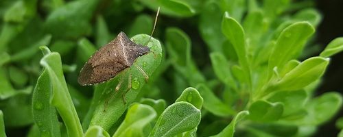 New Zealand’s Possible Stink Bug Invasion