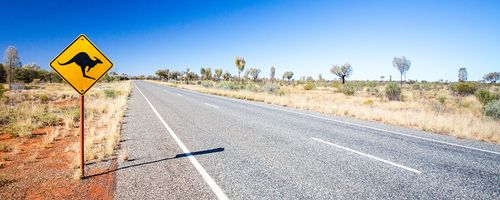 What to Do If You Hit a Kangaroo on Australian Roads