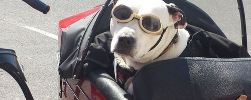 Tips when moving pets overseas