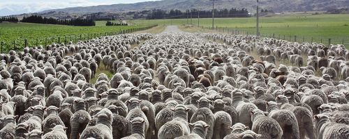 How To Drive On New Zealand Roads